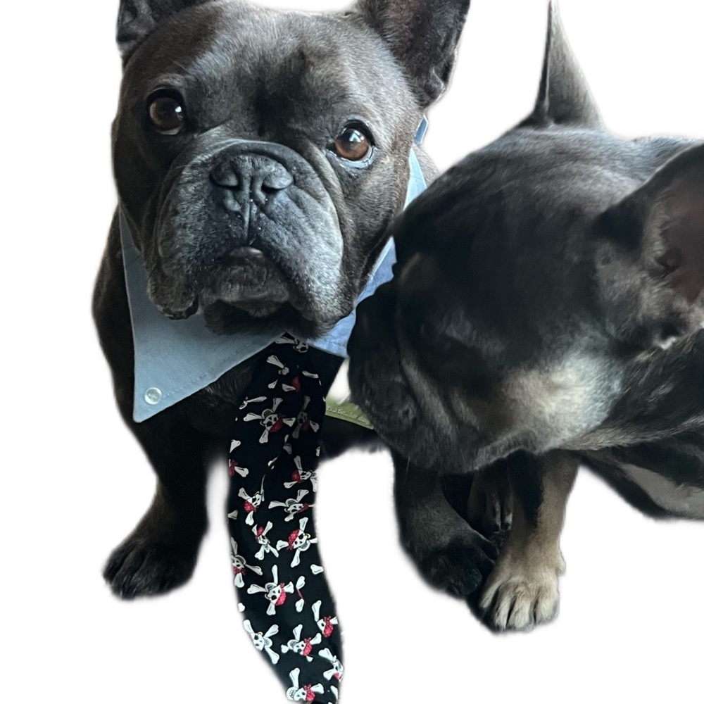 PETEYDESIGNS Dog pirate print Tie/NWT - Picture 6 of 10